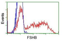 Flow Cytometry: FSH beta Antibody (2A6) [NBP2-02909] - HEK293T cells transfected with either overexpression plasmid (Red) or empty vector control plasmid (Blue) were immunostained by anti-FSH beta antibody, and then analyzed by flow cytometry.