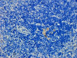 IHC-P staining of rat spleen tissue using Prostaglandin E synthase 2 antibody (dilution at 1: 200)