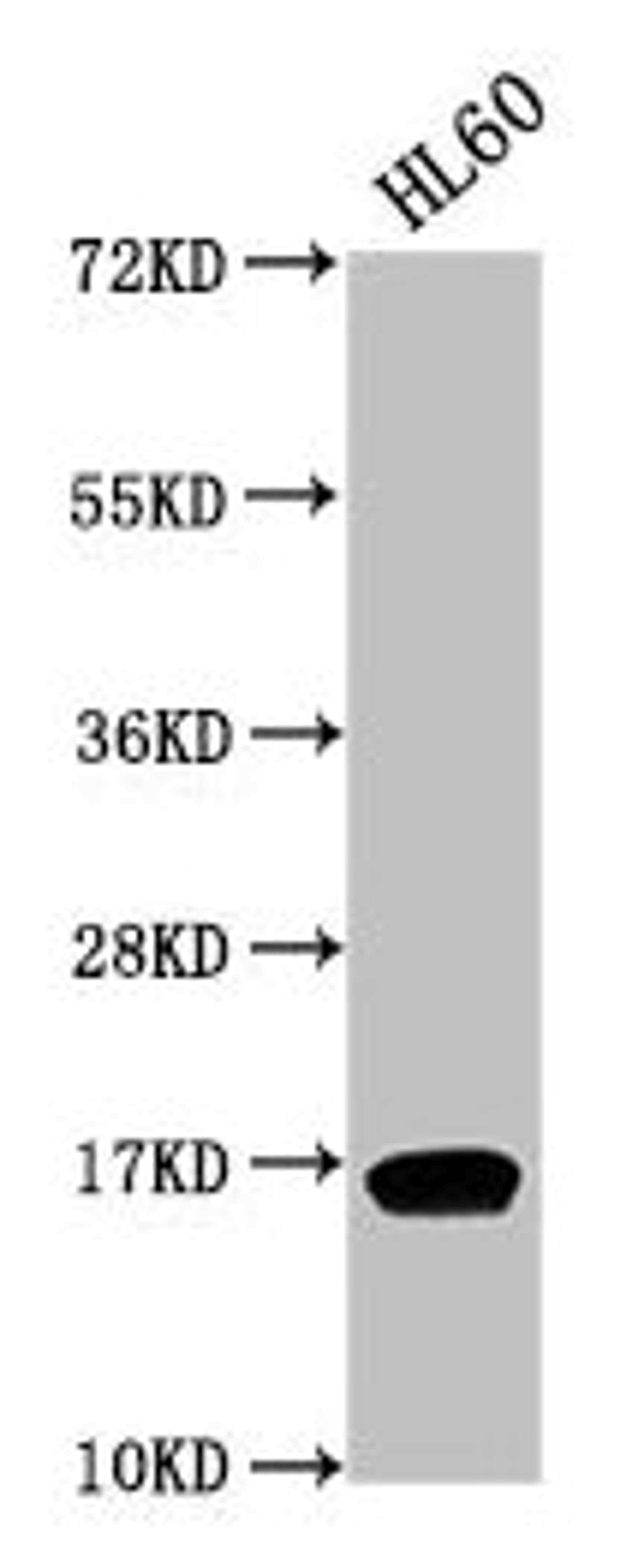 Western Blot. Positive WB detected in: HL60 whole cell lysate. All lanes: HIST1H3A antibody at 1:500. Secondary. Goat polyclonal to rabbit IgG at 1/40000 dilution. Predicted band size: 16 kDa. Observed band size: 16 kDa