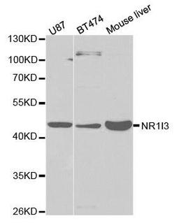 Western blot analysis of extracts of various cell lines using NR1I3 antibody