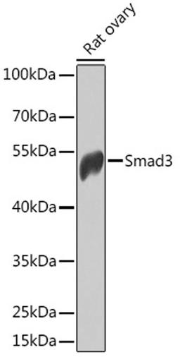 Western blot - Smad3 antibody (A11471)