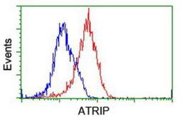 Flow Cytometry: ATRIP Antibody (5E7) [NBP2-02004] - Analysis of Hela cells, using anti-ATRIP antibody, (Red), compared to a nonspecific negative control antibody (Blue).