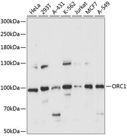 Western blot - ORC1 antibody (A14756)