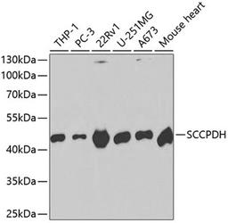 Western blot - SCCPDH antibody (A2148)