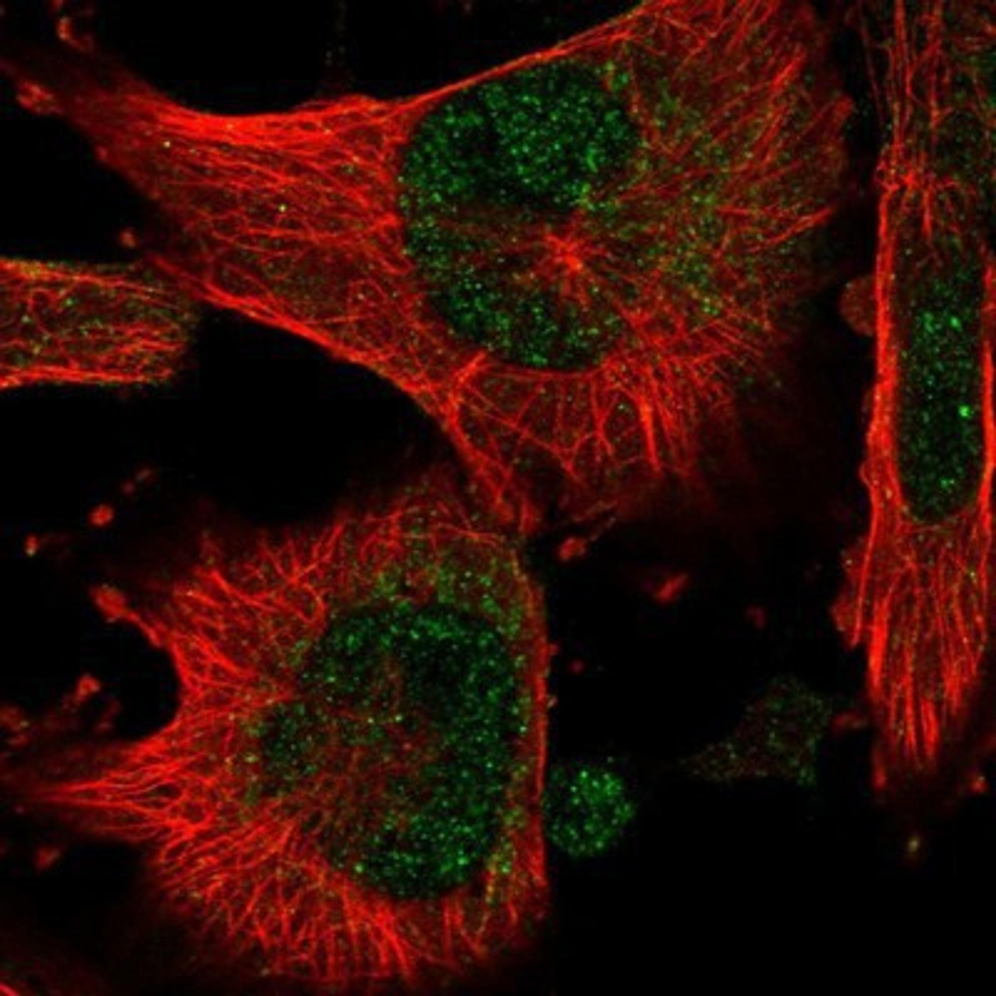 Immunocytochemistry/Immunofluorescence: TEAD3 Antibody [NBP1-83949] Staining of human cell line U-251MG shows positivity in nucleus but not nucleoli.