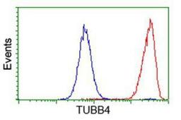 Flow Cytometry: Tubulin Beta 4 Antibody (3F1) [NBP2-00812] - Analysis of Hela cells, using anti-Tubulin Beta 4 antibody, (Red), compared to a nonspecific negative control antibody (Blue).