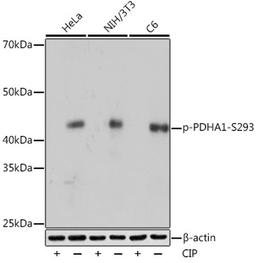 Western blot - Phospho-PDHA1-S293 Rabbit mAb (AP1022)