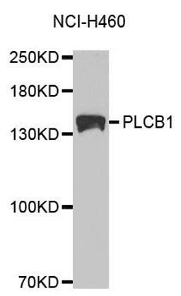 Western blot analysis of extracts of NCI-H460 cell lines using PLCB1 antibody