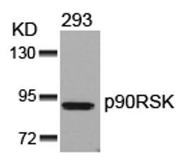 Western blot analysis of lysed extracts from 293 cells using p90RSK (Ab-352).