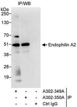 Detection of human Endophilin A2 by western blot of immunoprecipitates.