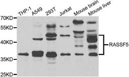 Western blot analysis of extracts of various cell lines using RASSF5 antibody