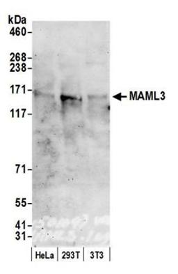 Detection of human and mouse MAML3 by western blot.