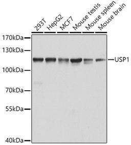 Western blot - USP1 antibody (A6785)