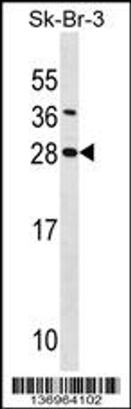 Western blot analysis in SK-BR-3 cell line lysates (35ug/lane).