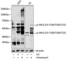 Western blot - Phospho-JNK1/2/3-T183/T183/T221 Rabbit mAb (AP0631)