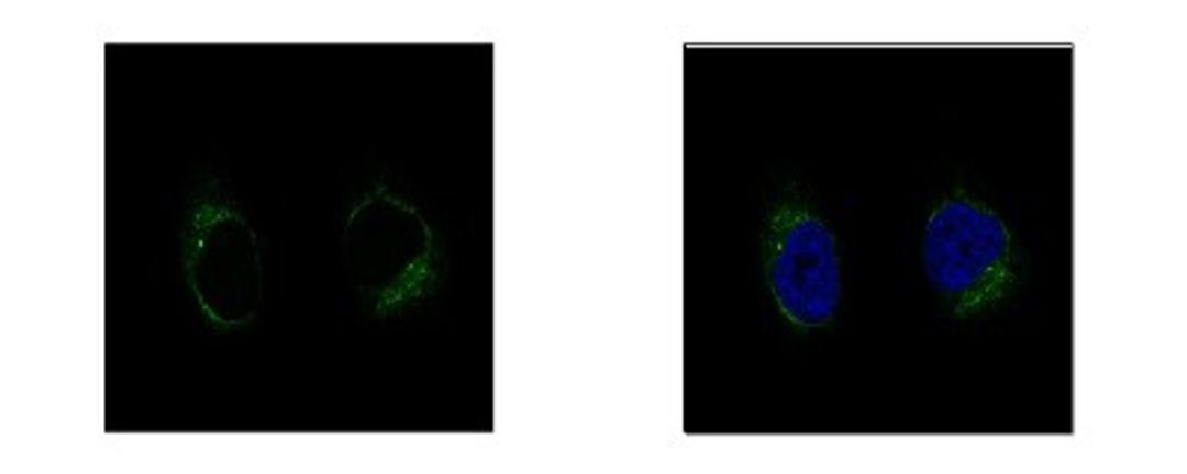 Immunocytochemistry/Immunofluorescence: GCP2 Antibody [NBP1-33078] - Sample: HeLa cells were fixed in 4% paraformaldehyde at RT for 15 min. Green: TUBGCP2 protein stained by GCP2 antibody, N-term diluted at 1:500. Blue: Hoechst 33342 staining.