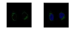 Immunocytochemistry/Immunofluorescence: GCP2 Antibody [NBP1-33078] - Sample: HeLa cells were fixed in 4% paraformaldehyde at RT for 15 min. Green: TUBGCP2 protein stained by GCP2 antibody, N-term diluted at 1:500. Blue: Hoechst 33342 staining.