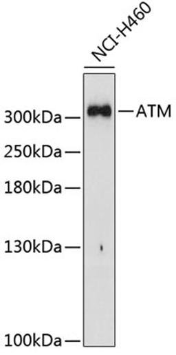 Western blot - ATM Antibody (A5908)