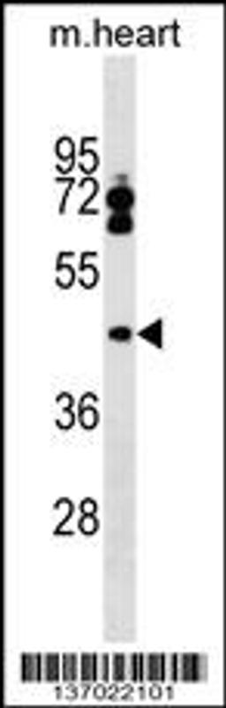 Western blot analysis in mouse heart tissue lysates (35ug/lane).