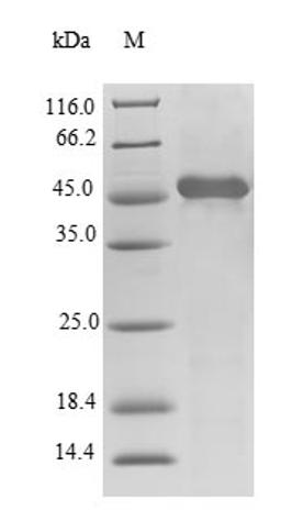(Tris-Glycine gel) Discontinuous SDS-PAGE (reduced) with 5% enrichment gel and 15% separation gel.