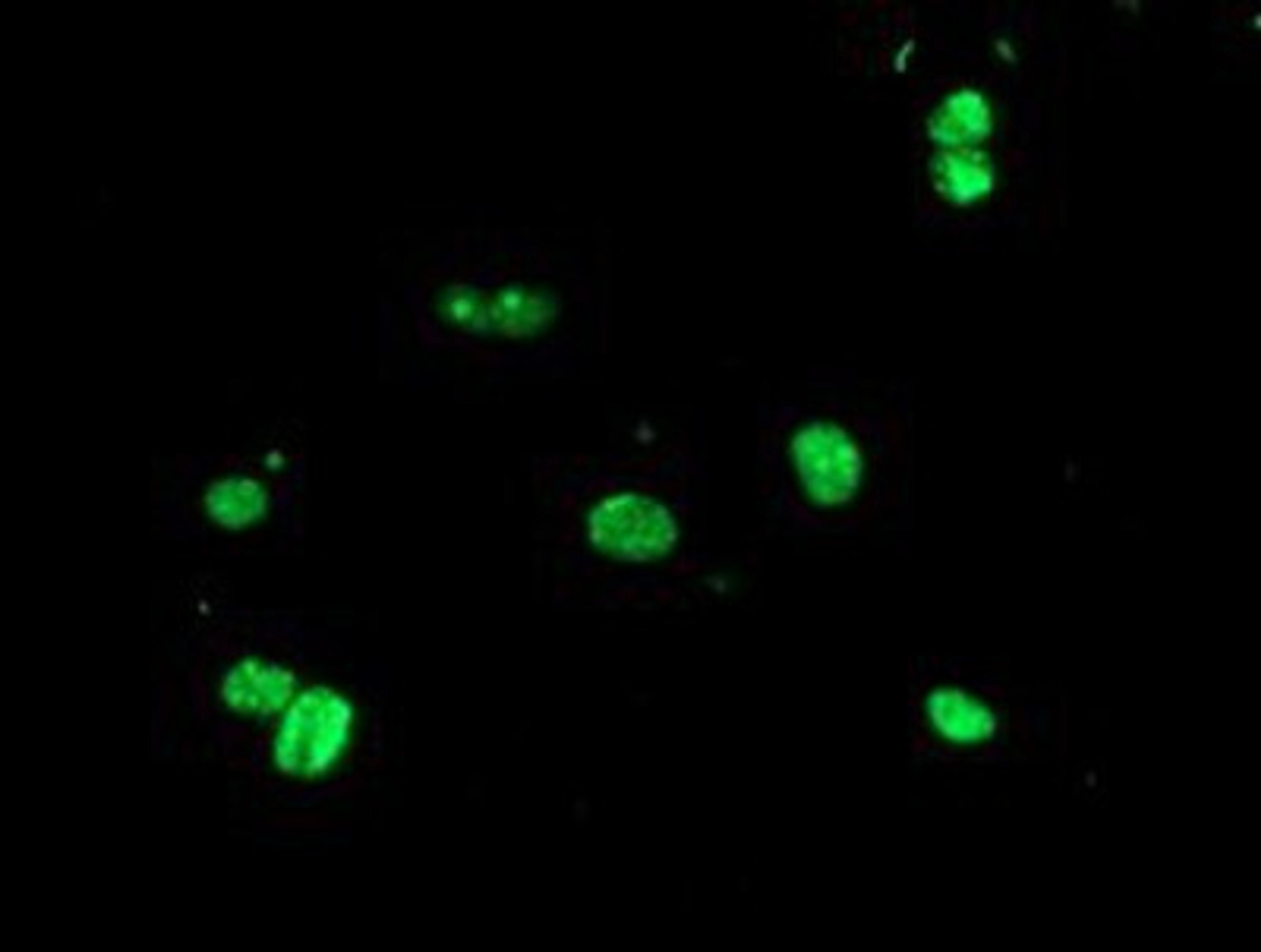 Immunocytochemistry/Immunofluorescence: USP36 Antibody (7G3) [NBP2-03830] - Staining of COS7 cells transiently transfected by pCMV6-ENTRY USP36.