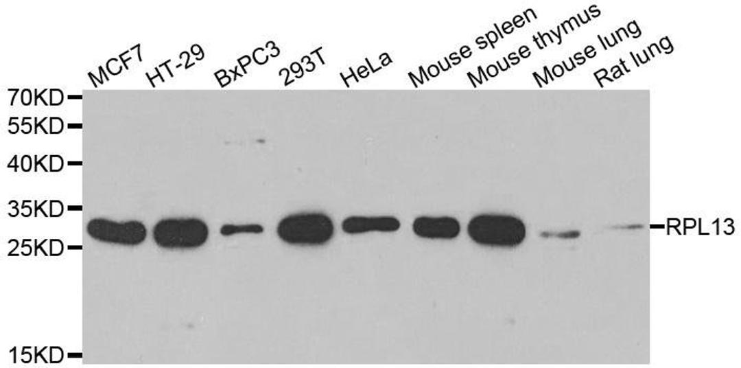 Western blot analysis of extracts of various cell lines using RPL13 antibody