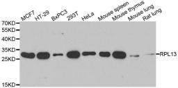 Western blot analysis of extracts of various cell lines using RPL13 antibody