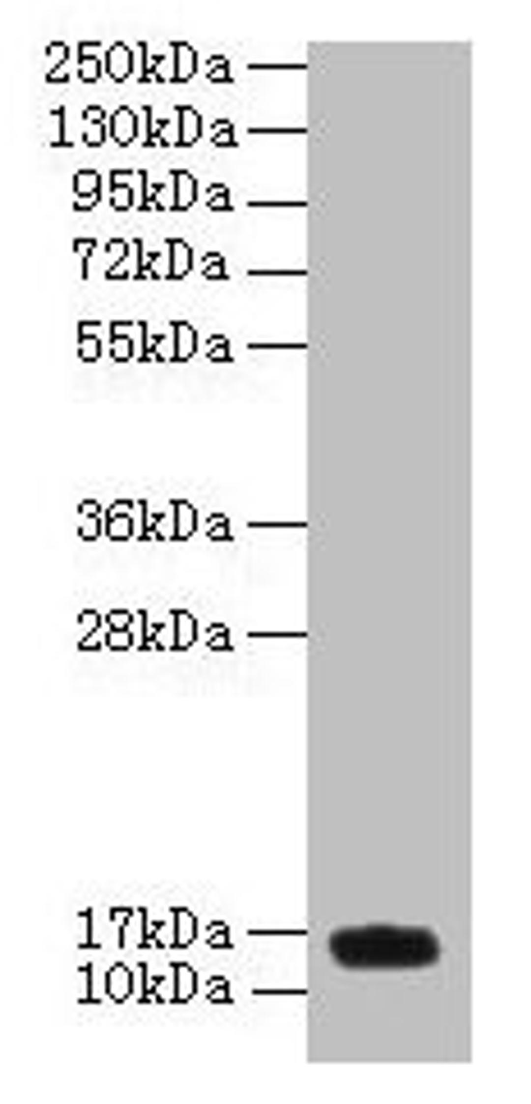 Western blot. All lanes: PNRC2 antibody at 4µg/ml + U251 whole cell lysate. Secondary. Goat polyclonal to rabbit IgG at 1/10000 dilution. Predicted band size: 16, 14 kDa. Observed band size: 16 kDa