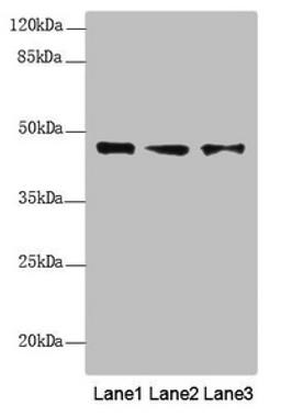 Western blot. All lanes: RNF34 antibody at 1.18 ug/ml. Lane 1: LO2 whole cell lysate. Lane 2: U251 whole cell lysate. Lane 3: Hela whole cell lysate. Secondary. Goat polyclonal to rabbit IgG at 1/10000 dilution. Predicted band size: 42 kDa. Observed band size: 42 kDa. 
