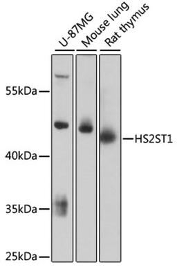 Western blot - HS2ST1 antibody (A13837)