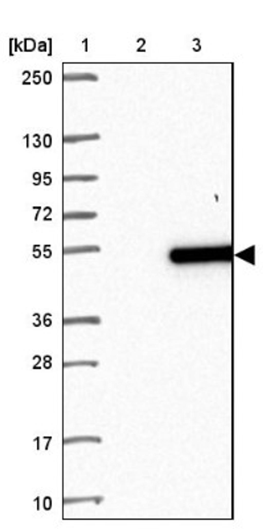 Western Blot: H1FOO Antibody [NBP1-86265] - Lane 1: Marker [kDa] 250, 130, 95, 72, 55, 36, 28, 17, 10<br/>Lane 2: Negative control (vector only transfected HEK293T lysate)<br/>Lane 3: Over-expression lysate (Co-expressed with a C-terminal myc-DDK tag (~3.1 kDa) in mammalian HEK293T cells, LY406918)