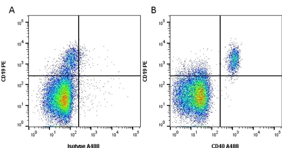 Sandwich ELISA analysis of Human CD40 binding using Mouse anti Human CD40 antibody