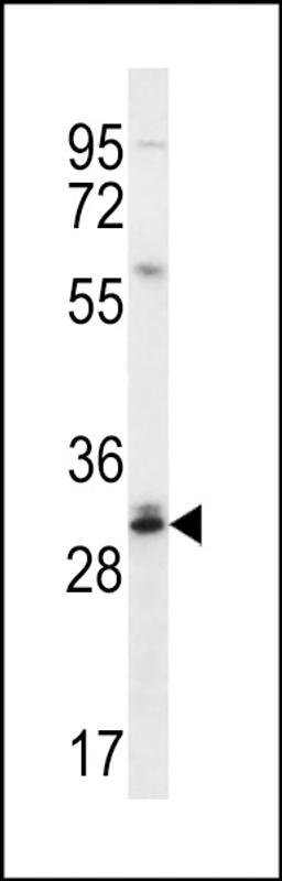 Western blot analysis in Jurkat cell line lysates (35ug/lane).