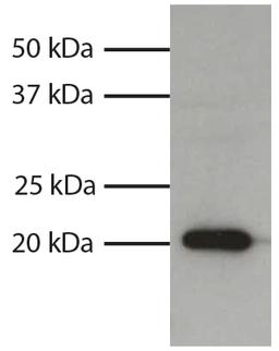 Total cell lysates from HL60 cells were resolved by electrophoresis, transferred to PVDF membrane, and probed with Mouse Anti-Human Bax-UNLB (Cat. No. 99-622). Proteins were visualized using Goat Anti-Mouse IgG1, Human ads-HRP secondary antibody and chemi