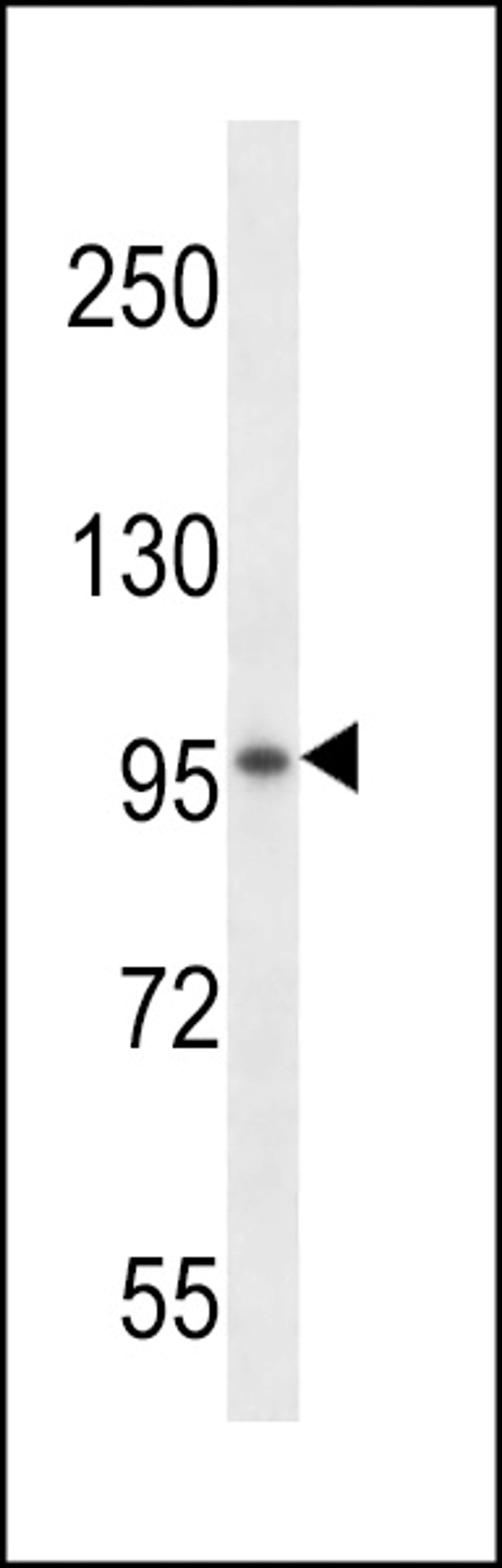 Western blot analysis in mouse kidney tissue lysates (35ug/lane).This demonstrates the detected the VSGP/F-spondin protein (arrow).