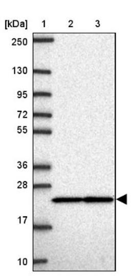 Western Blot: RPS7 Antibody [NBP2-33793] - Lane 1: Marker [kDa] 250, 130, 95, 72, 55, 36, 28, 17, 10<br/>Lane 2: Human cell line RT-4<br/>Lane 3: Human cell line U-251MG sp