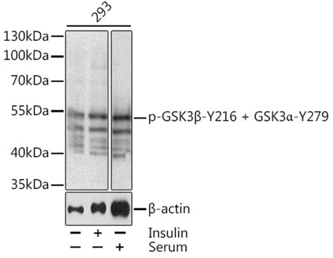 Western blot - Phospho-GSK3ß-Y216 antibody (AP0512)