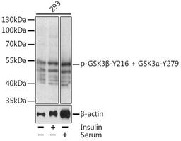 Western blot - Phospho-GSK3ß-Y216 antibody (AP0512)