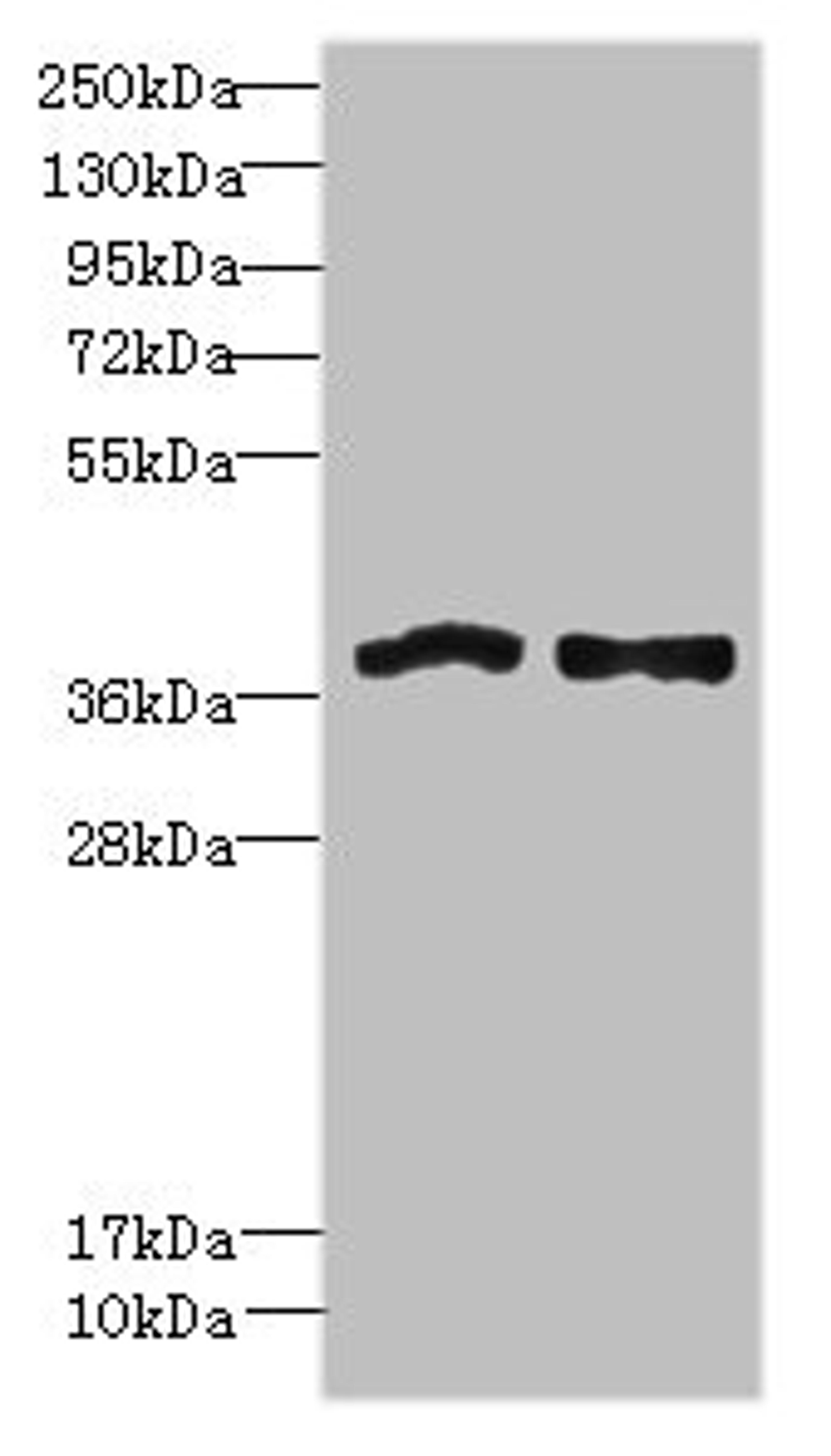 Western blot. All lanes: FPR1 antibody at 6µg/ml. Lane 1: Colo320 whole cell lysate. Lane 2: HT29 whole cell lysate. Secondary. Goat polyclonal to rabbit IgG at 1/10000 dilution. Predicted band size: 39 kDa. Observed band size: 39 kDa