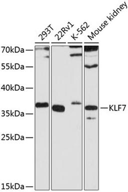 Western blot - KLF7 antibody (A8879)