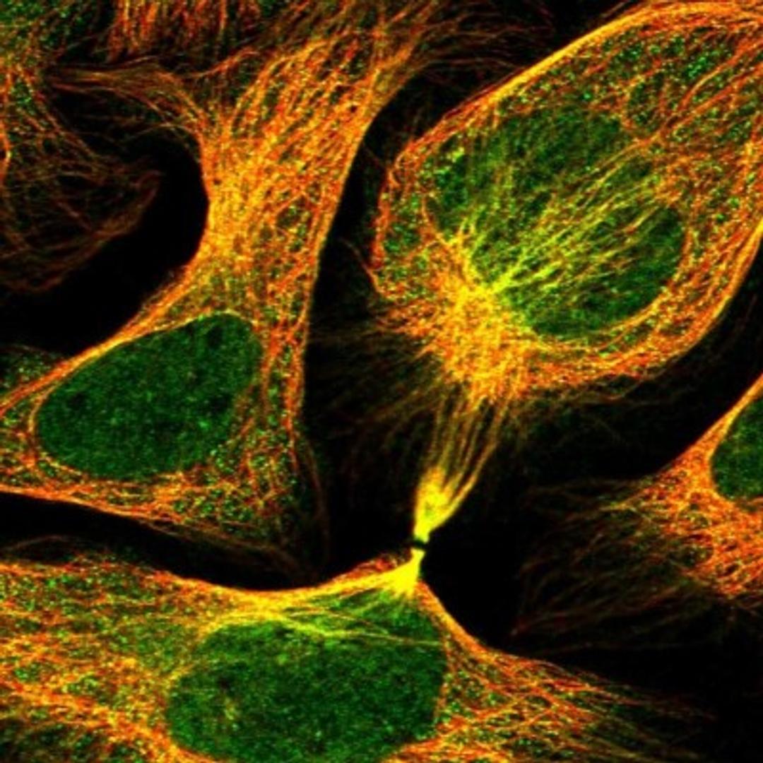 Immunocytochemistry/Immunofluorescence: IQCB1 Antibody [NBP2-14126] - Staining of human cell line U-2 OS shows positivity in nucleus but not nucleoli, cytoskeleton (microtubules) & cytoskeleton (cytokinetic bridge).