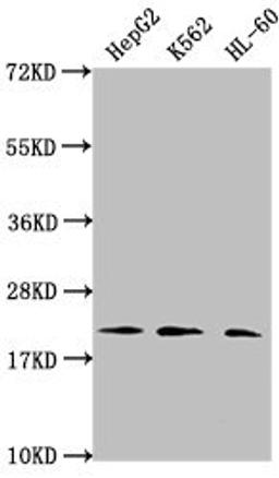 Western Blot. Positive WB detected in: HepG2 whole cell lysate, K562 whole cell lysate, HL60 whole cell lysate. All lanes: HIST1H1C antibody at 1:2000. Secondary. Goat polyclonal to rabbit IgG at 1/40000 dilution. Predicted band size: 22 kDa. Observed band size: 22 kDa