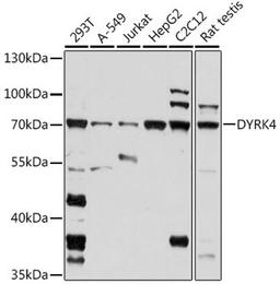 Western blot - DYRK4 antibody (A16460)