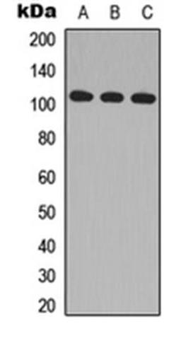 Western blot analysis of HeLa (Lane1), Raw264.7 (Lane2), H9C2 (Lane3) whole cell using MLK2 antibody