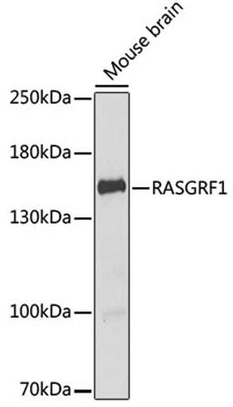 Western blot - RASGRF1 antibody (A6964)