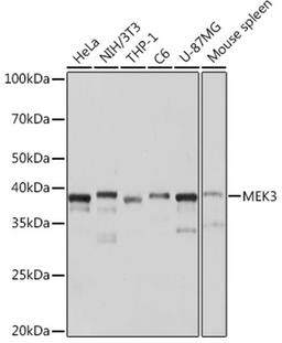 Western blot - MEK3 Rabbit mAb (A3263)
