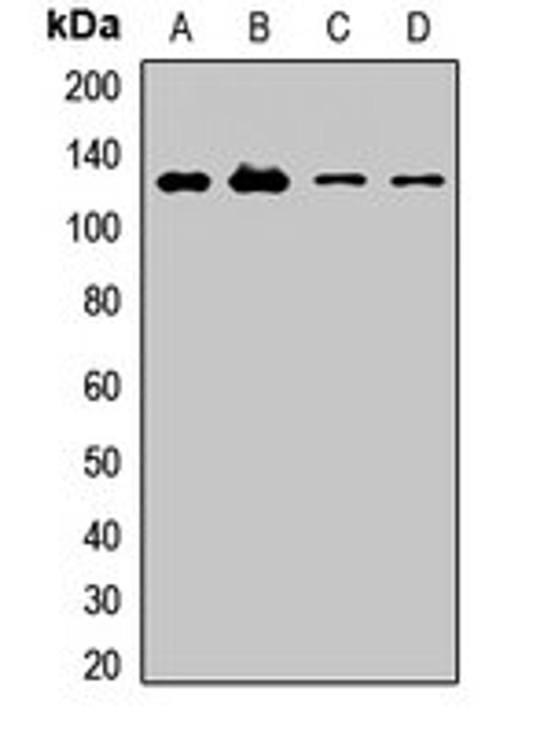 Western blot analysis of HT29 (Lane1), MCF7 (Lane2), mouse liver (Lane3), rat brain (Lane4) whole cell lysates using MEGF10 antibody