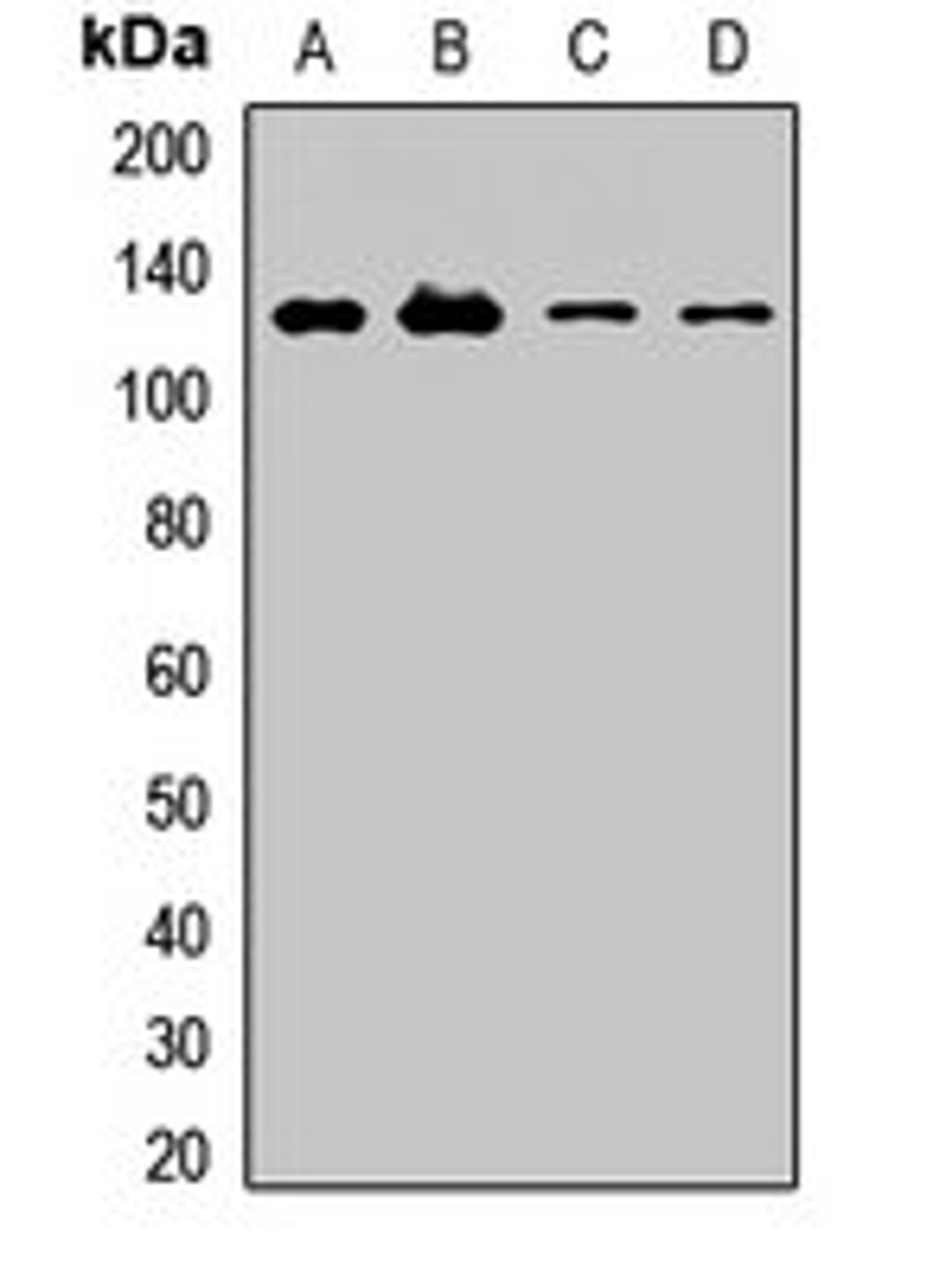 Western blot analysis of HT29 (Lane1), MCF7 (Lane2), mouse liver (Lane3), rat brain (Lane4) whole cell lysates using MEGF10 antibody