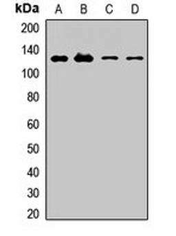 Western blot analysis of HT29 (Lane1), MCF7 (Lane2), mouse liver (Lane3), rat brain (Lane4) whole cell lysates using MEGF10 antibody