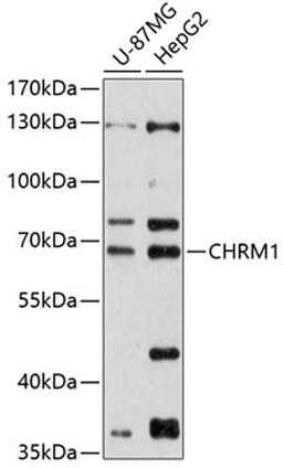 Western blot - CHRM1 antibody (A12323)